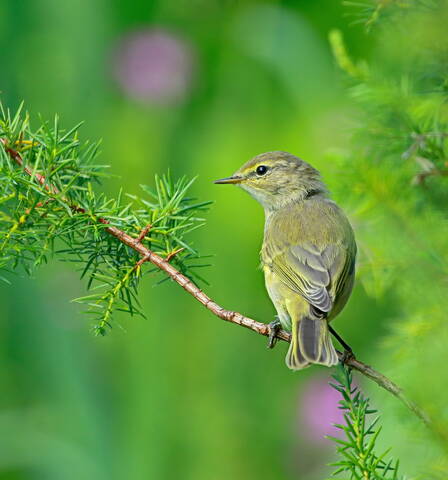 пеночка весничка (Phylloscopus trochilus )
