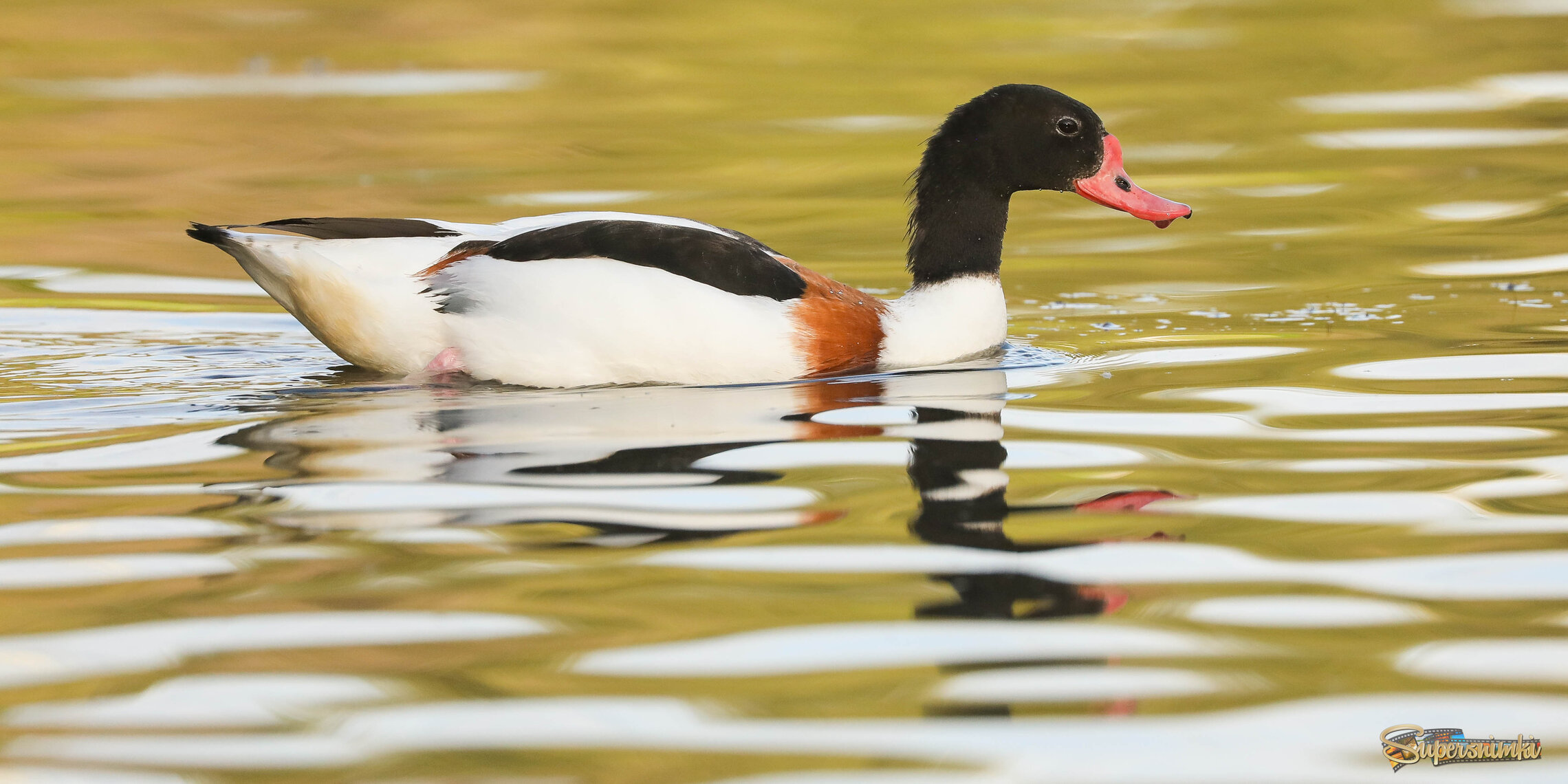 Молодой красавец