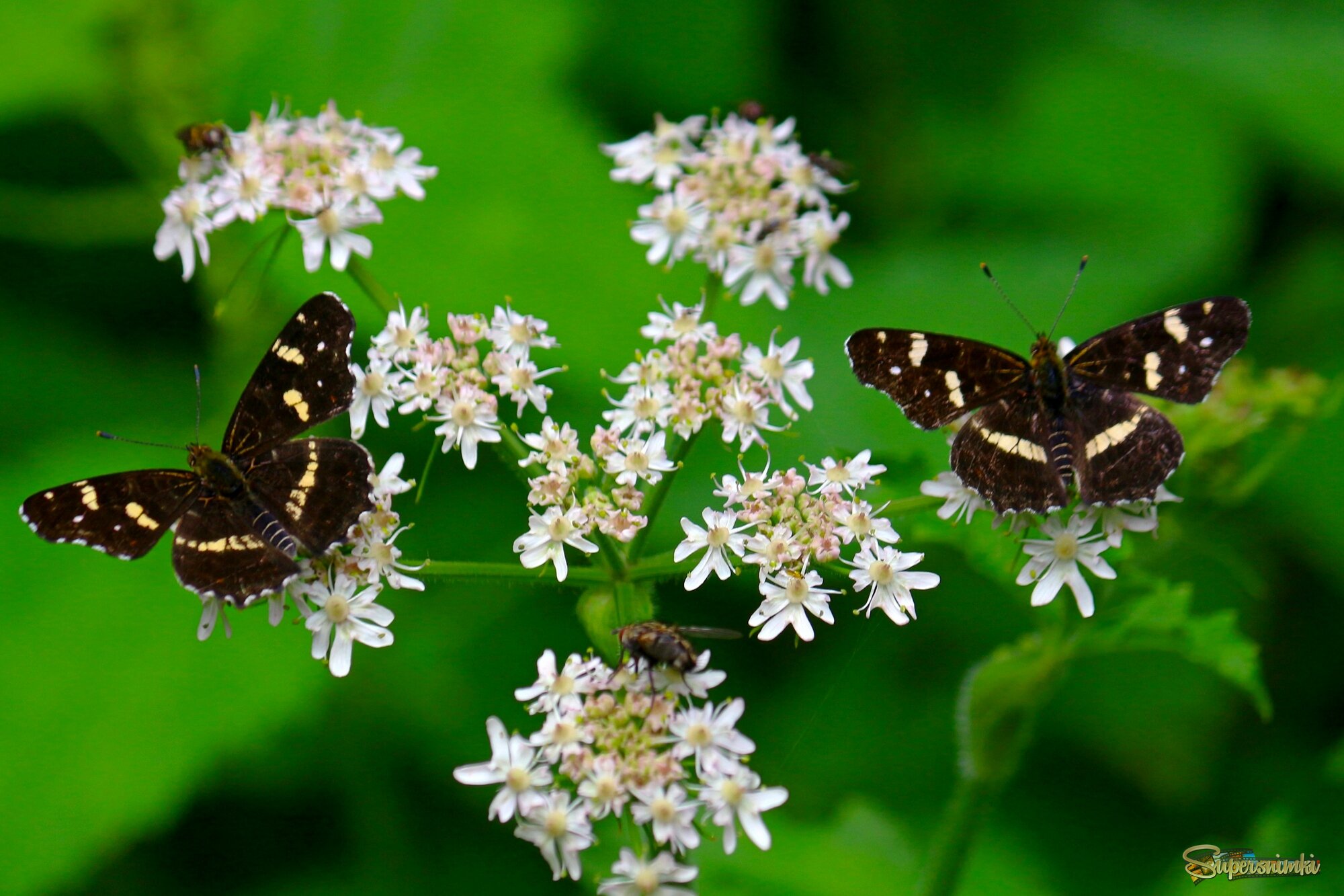 Бабочки летают,бабочки