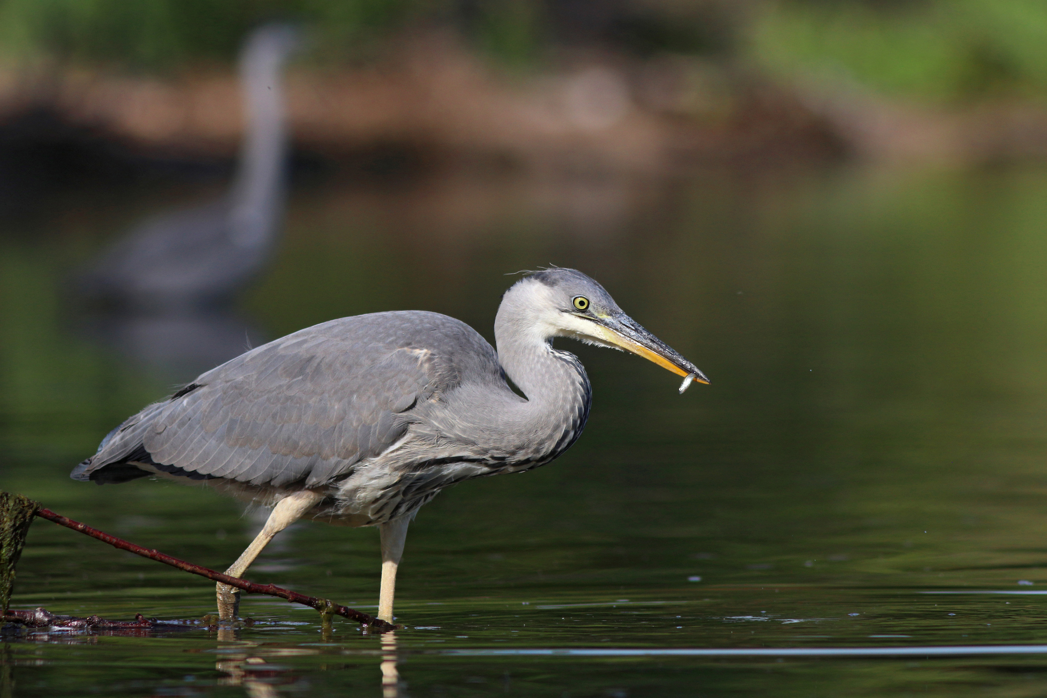 Молодая рыбачка