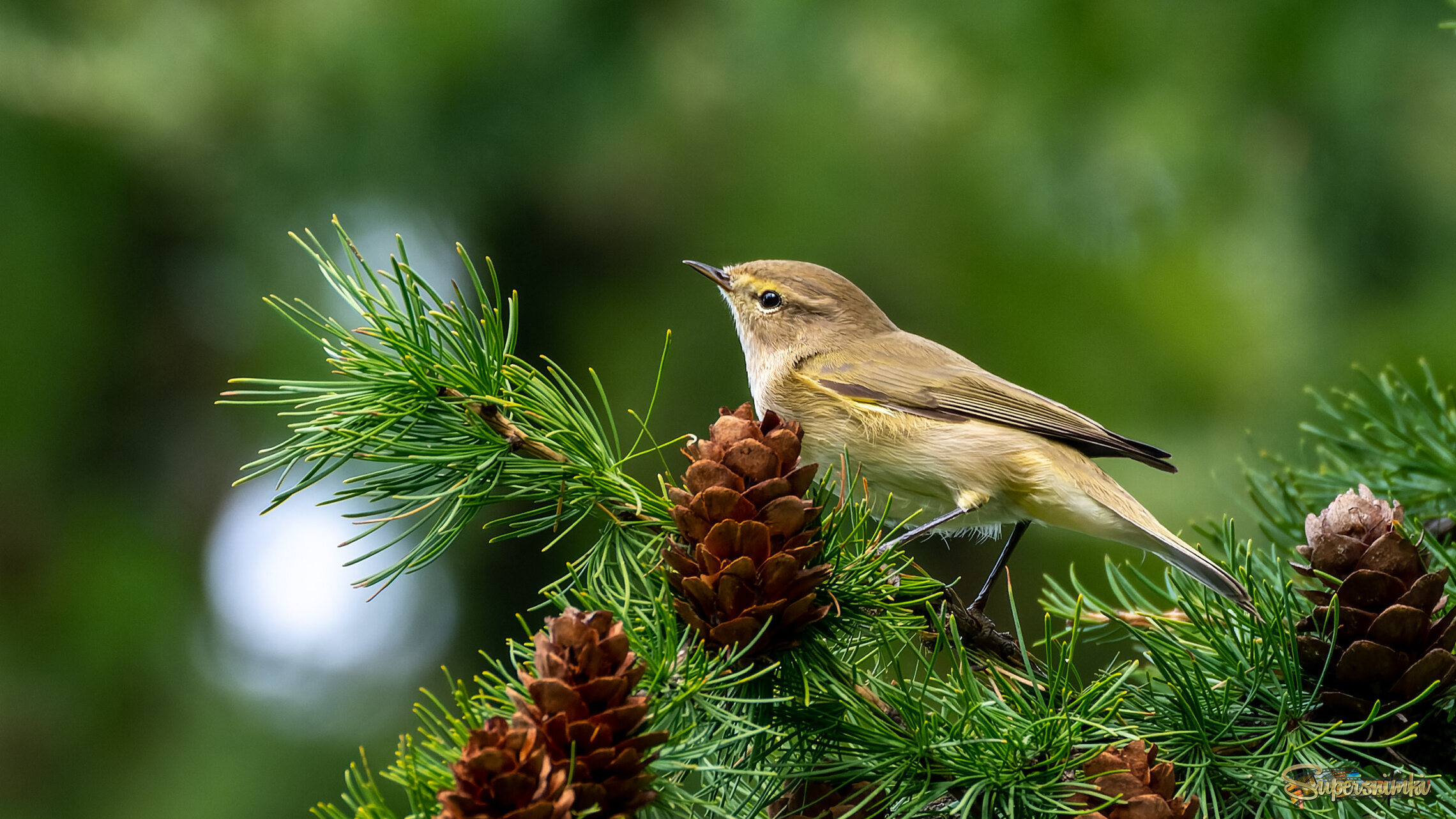 Елочная игрушка ))