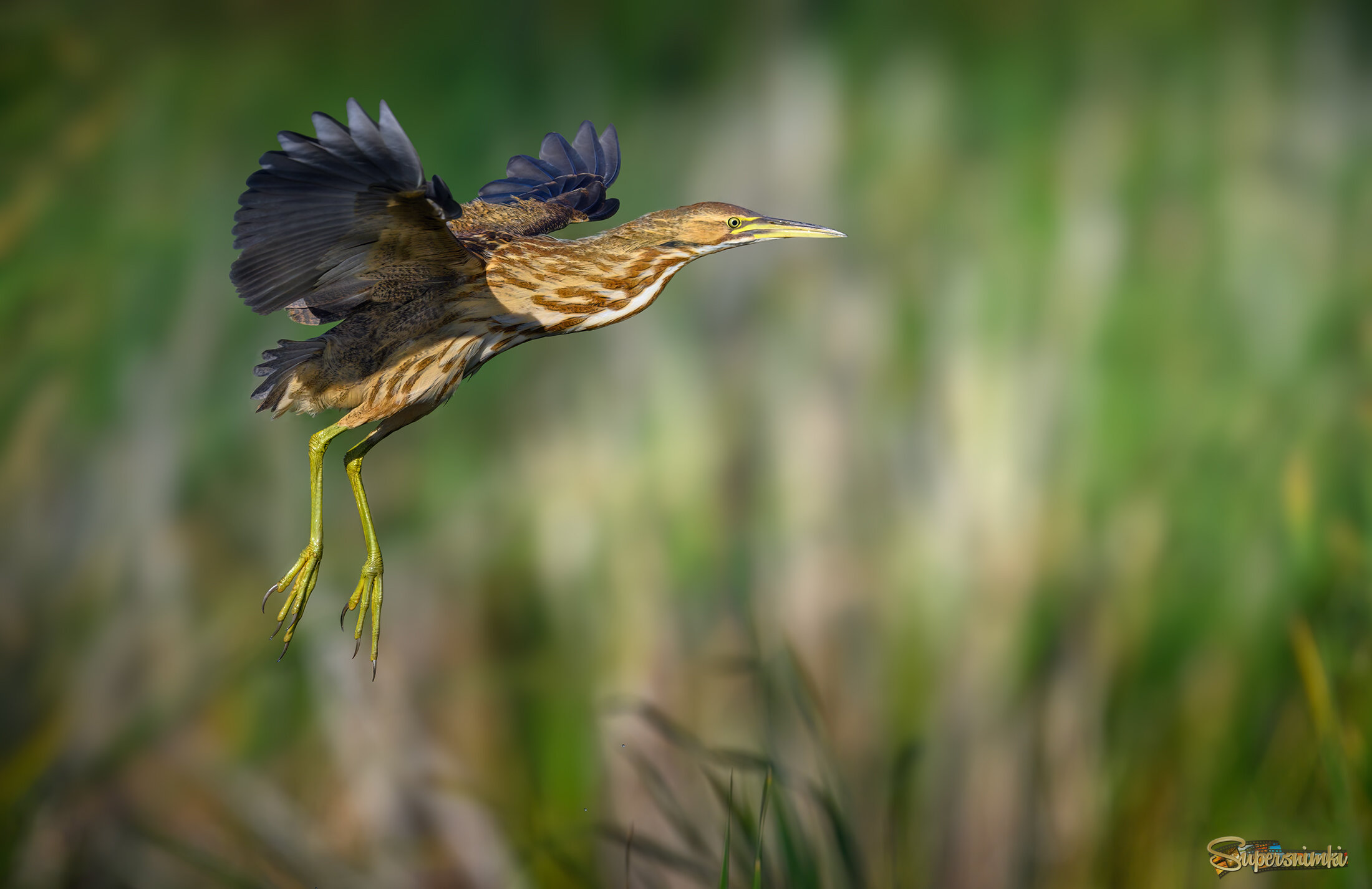 American bittern
