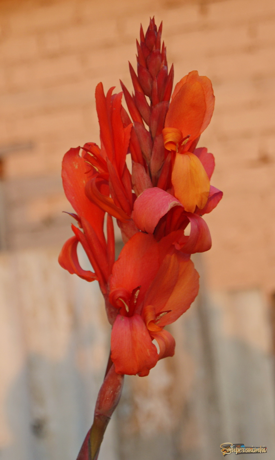 В закатном свете.