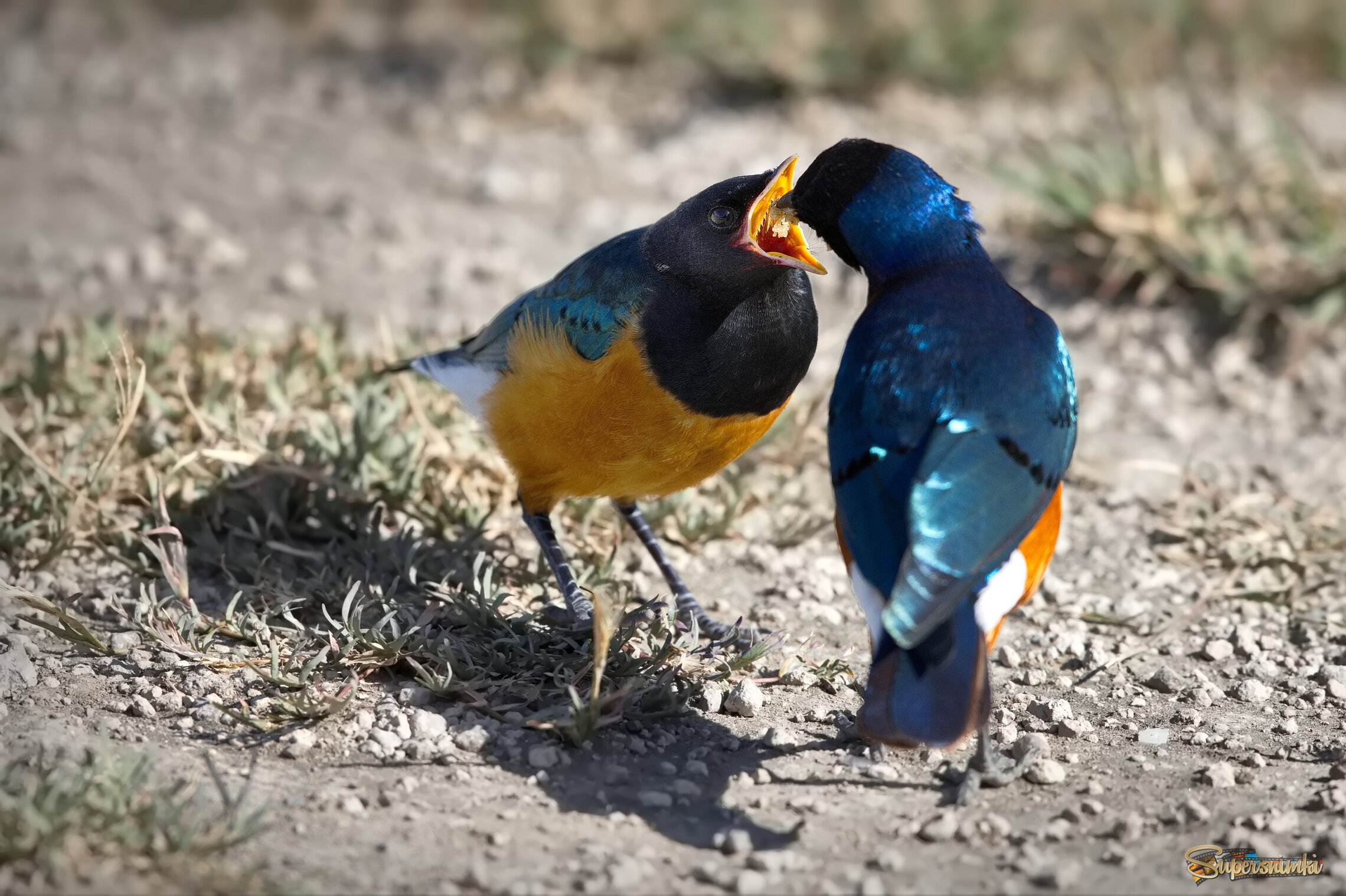 Самой вкусное - детям, даже взрослым)!