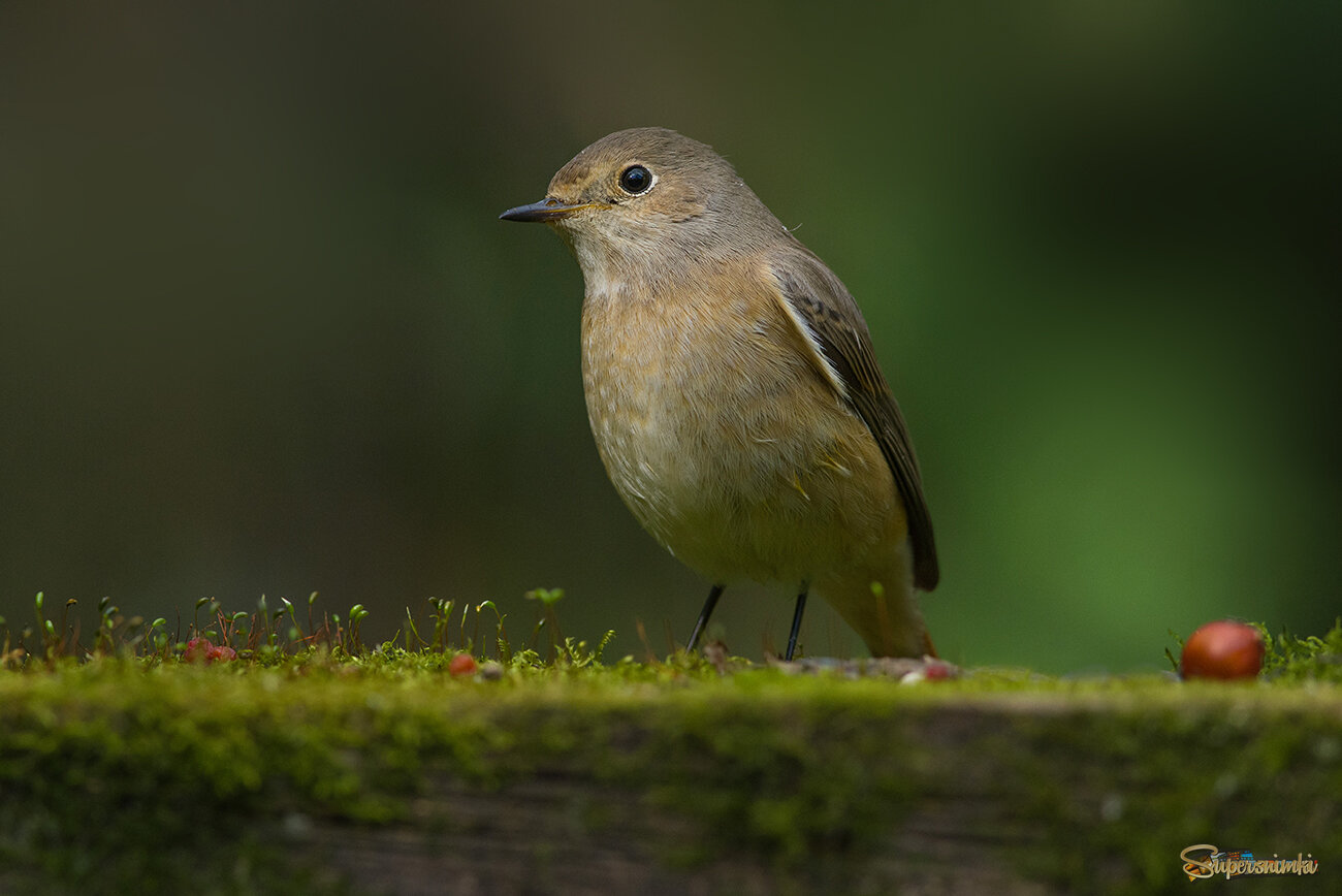 Горихвостка в сентябре