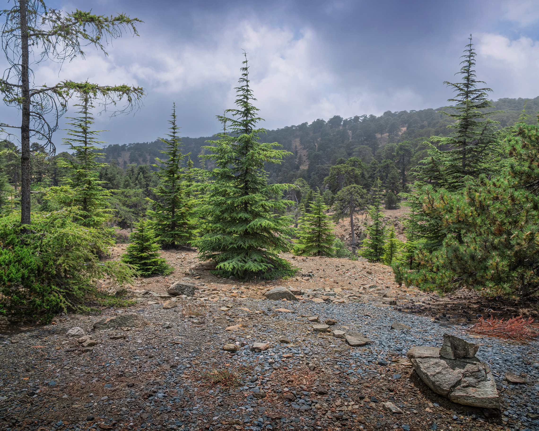 Горный ельник