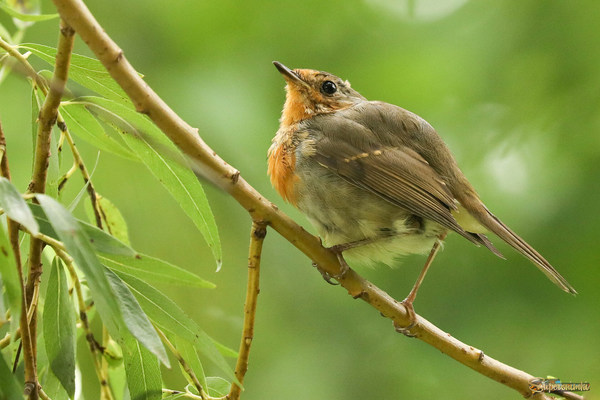 Непривычная поза
