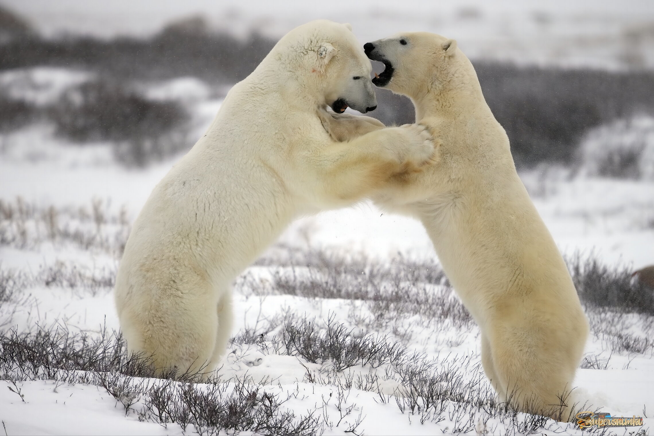 Давай поговорим начистоту!