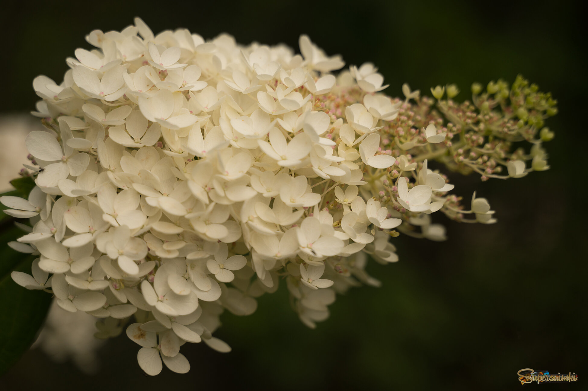 68c1281120d6c39330dcdd5b