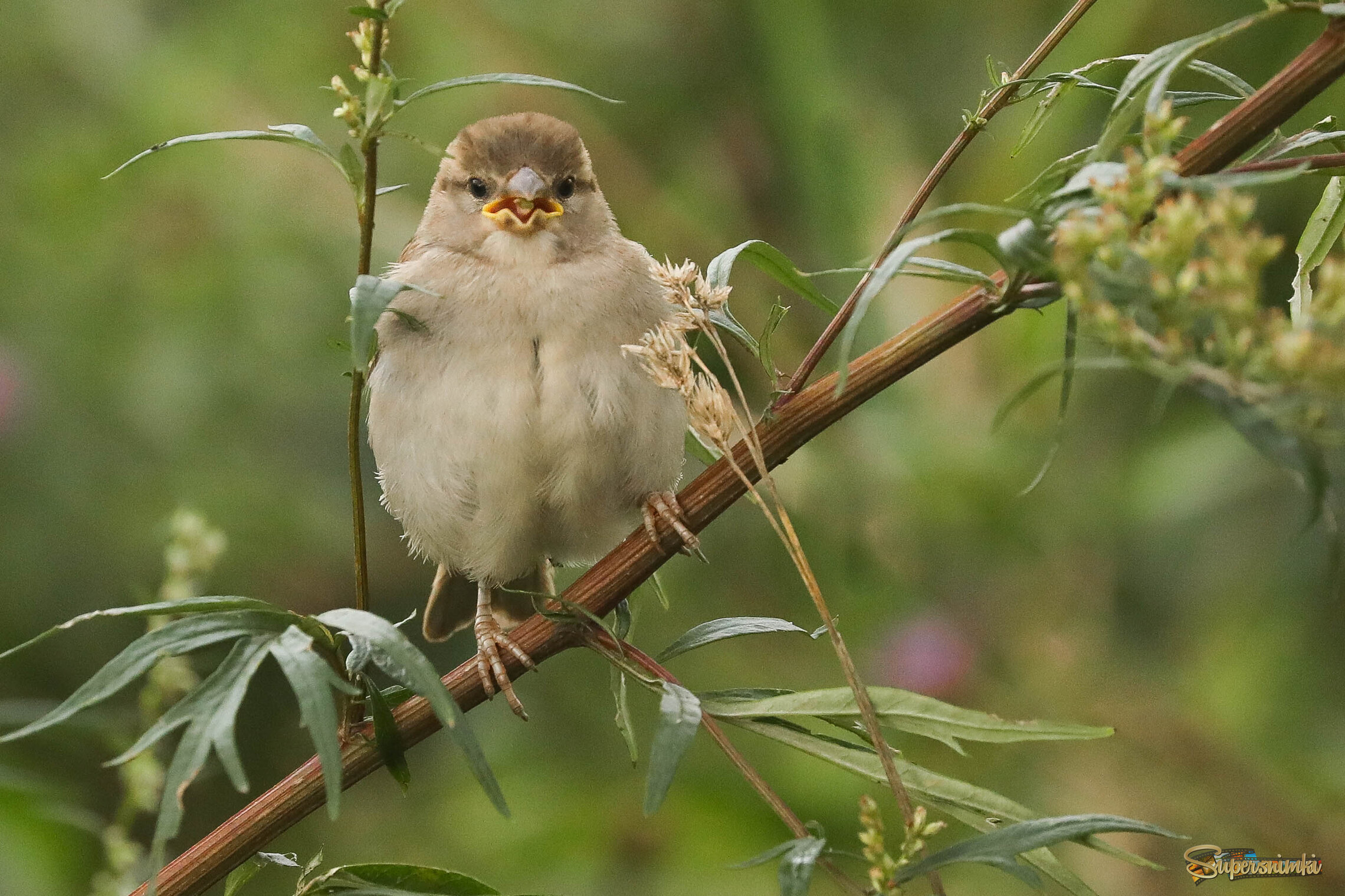 Съел что-то не то, Жёлторотый?