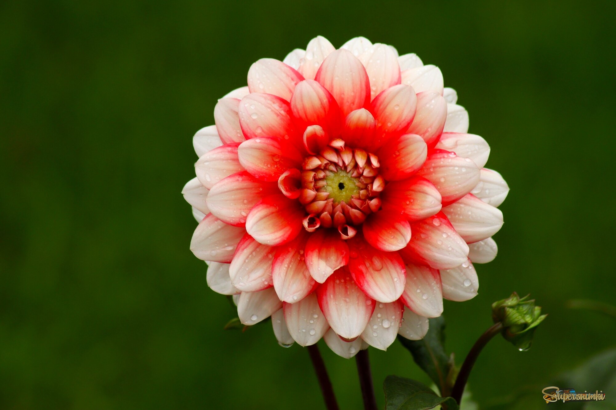 Утренний георгин