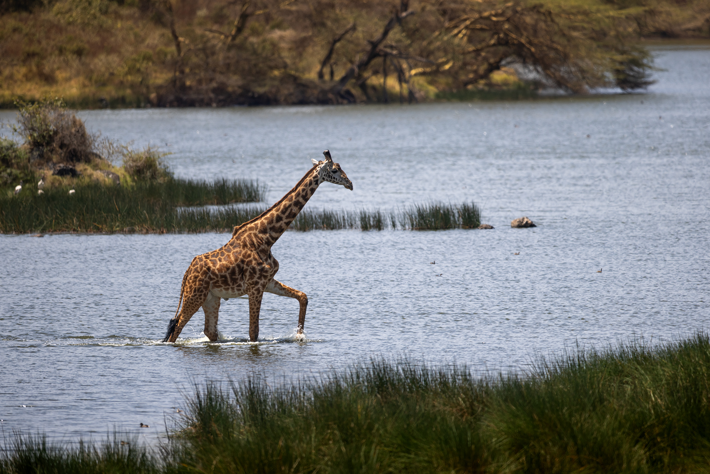 Когда море по колено 