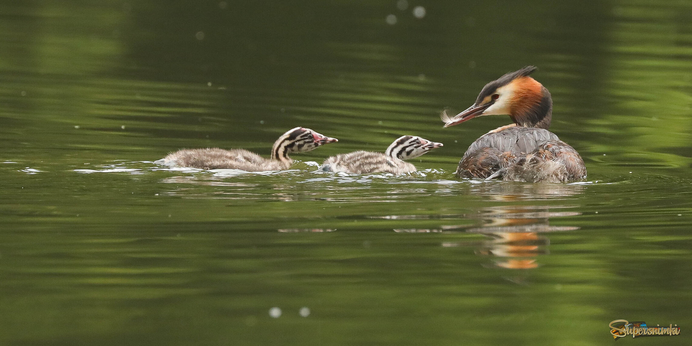Папа пёрышко достал