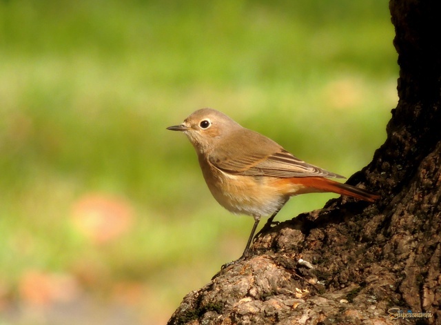 Садовая горихвостка.