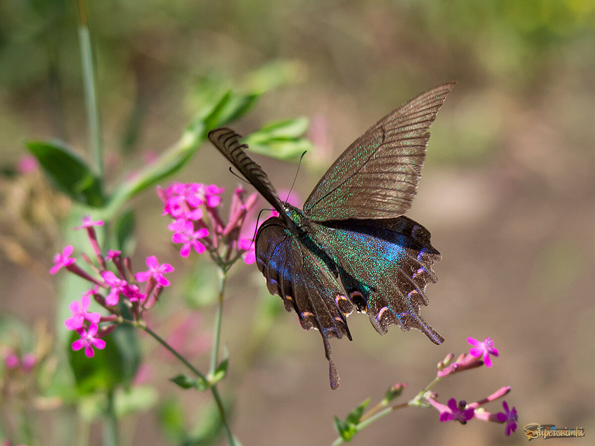 Сегодня,11,09,на фотосессию залетел парусник Маака... )