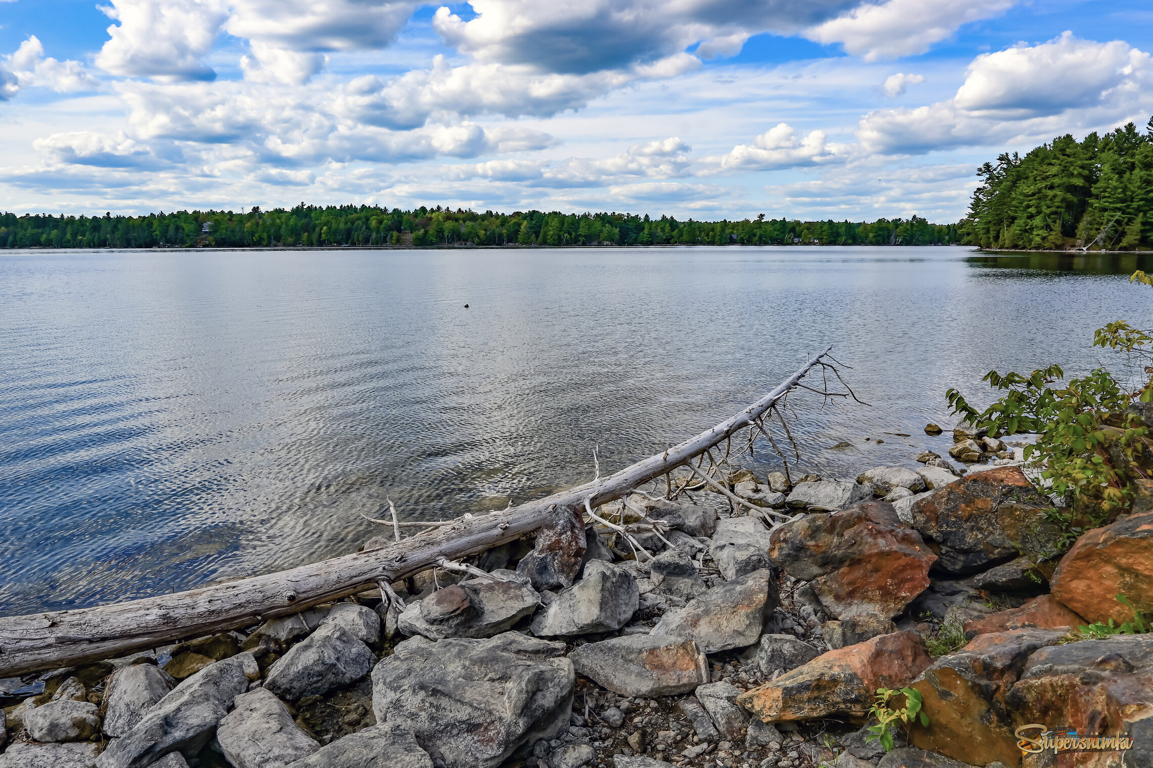 Вот и подсолнухи пошли