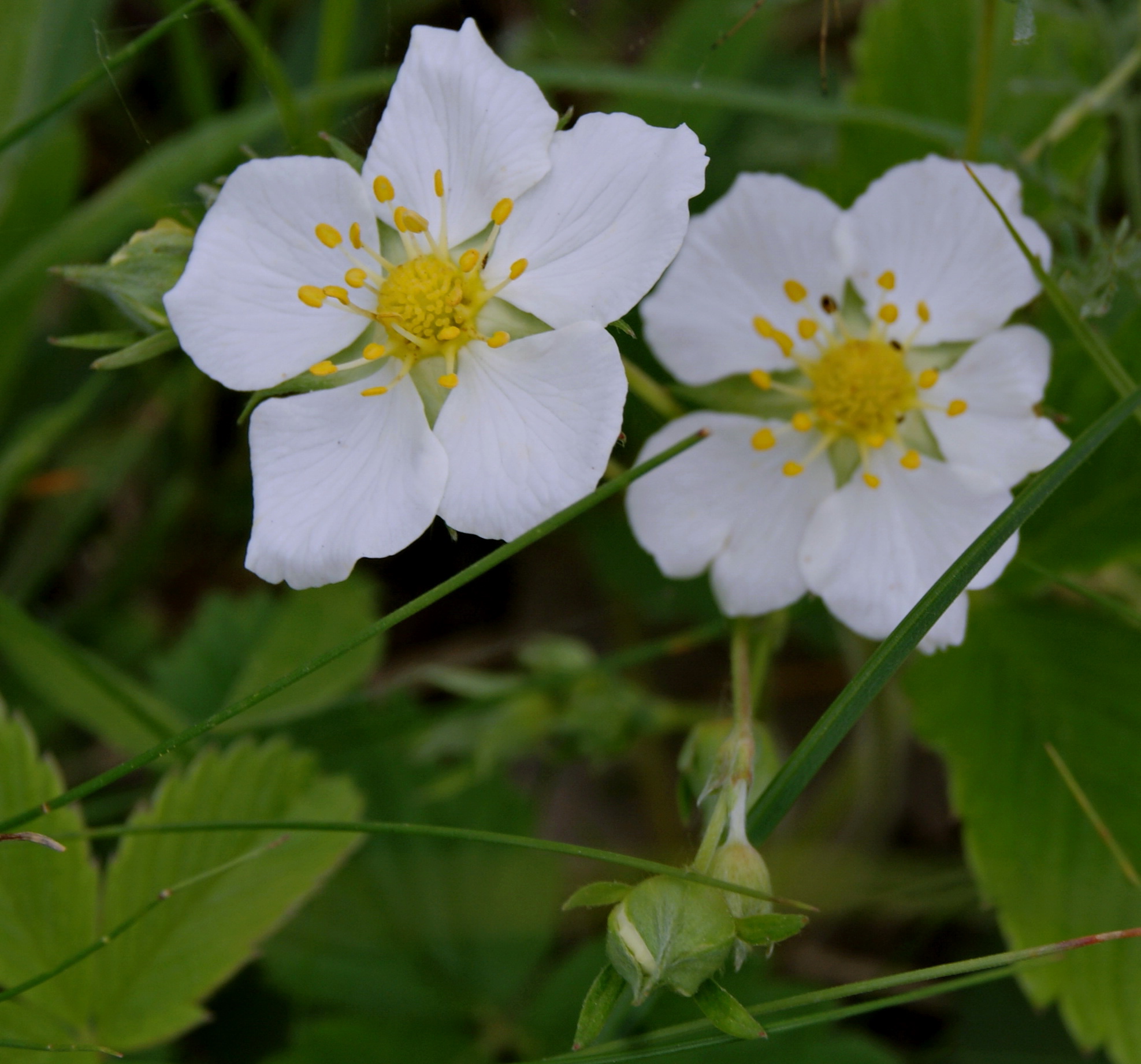 Цветение земляники.
