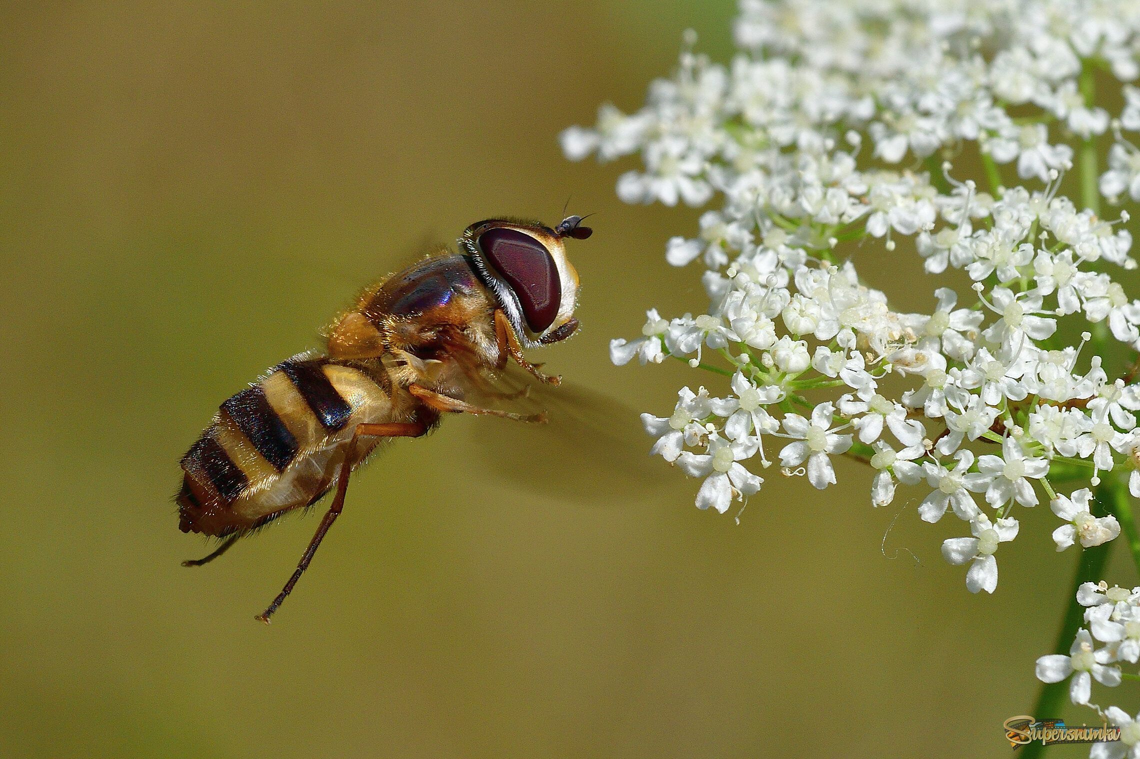 68c2db5623554bd1a534dfd9