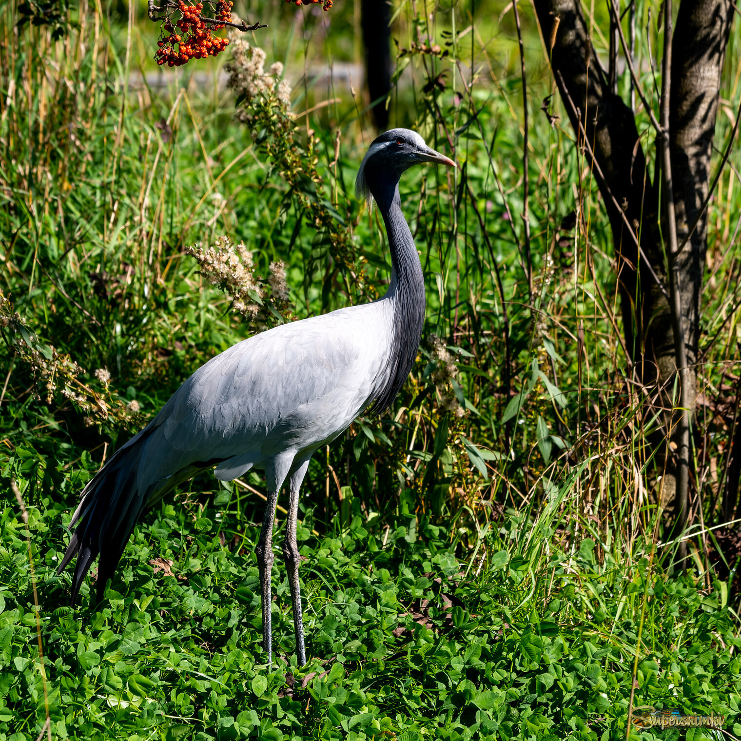 Осенняя грусть 