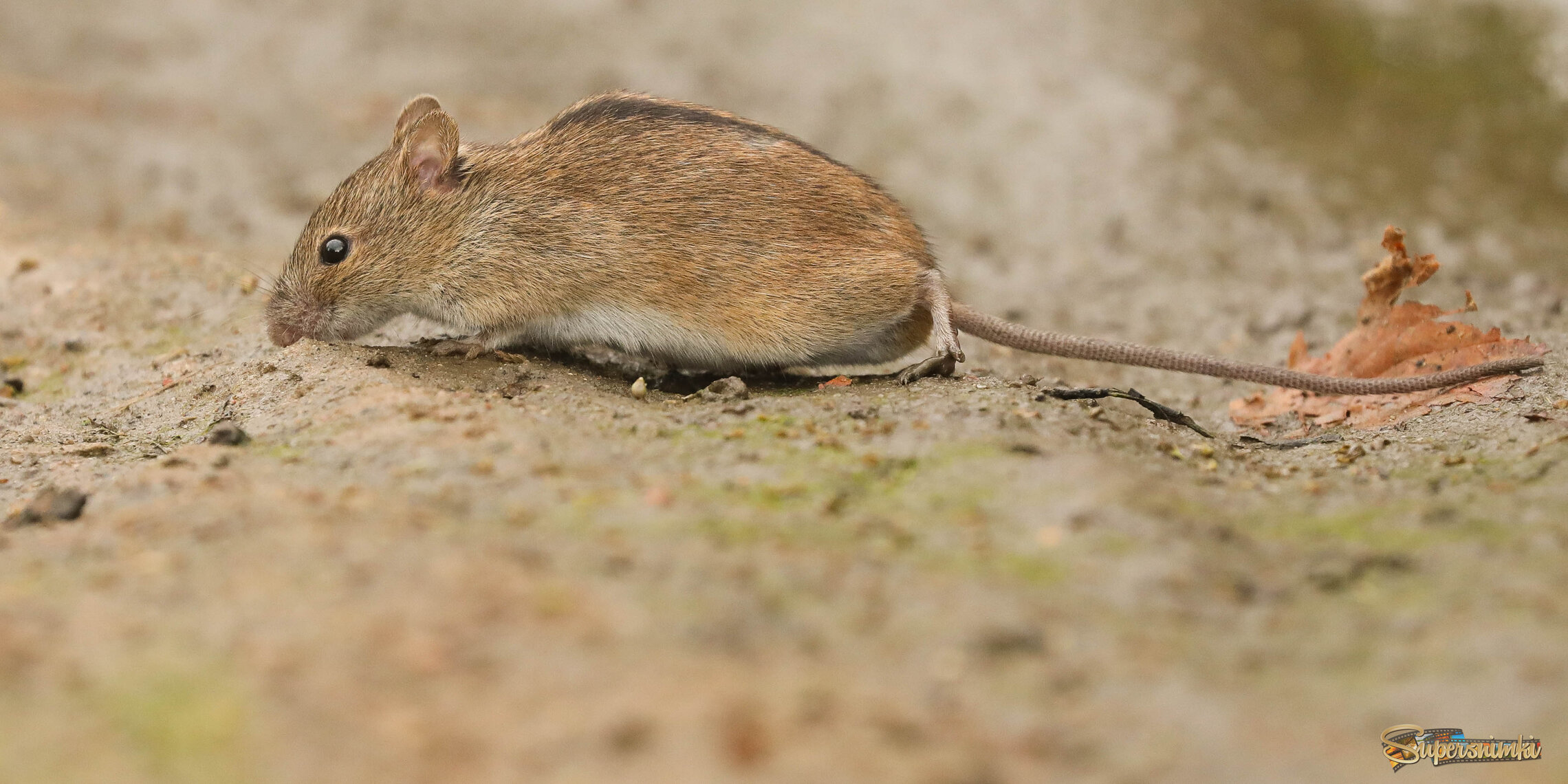 Здесь столько вкусняшек! 