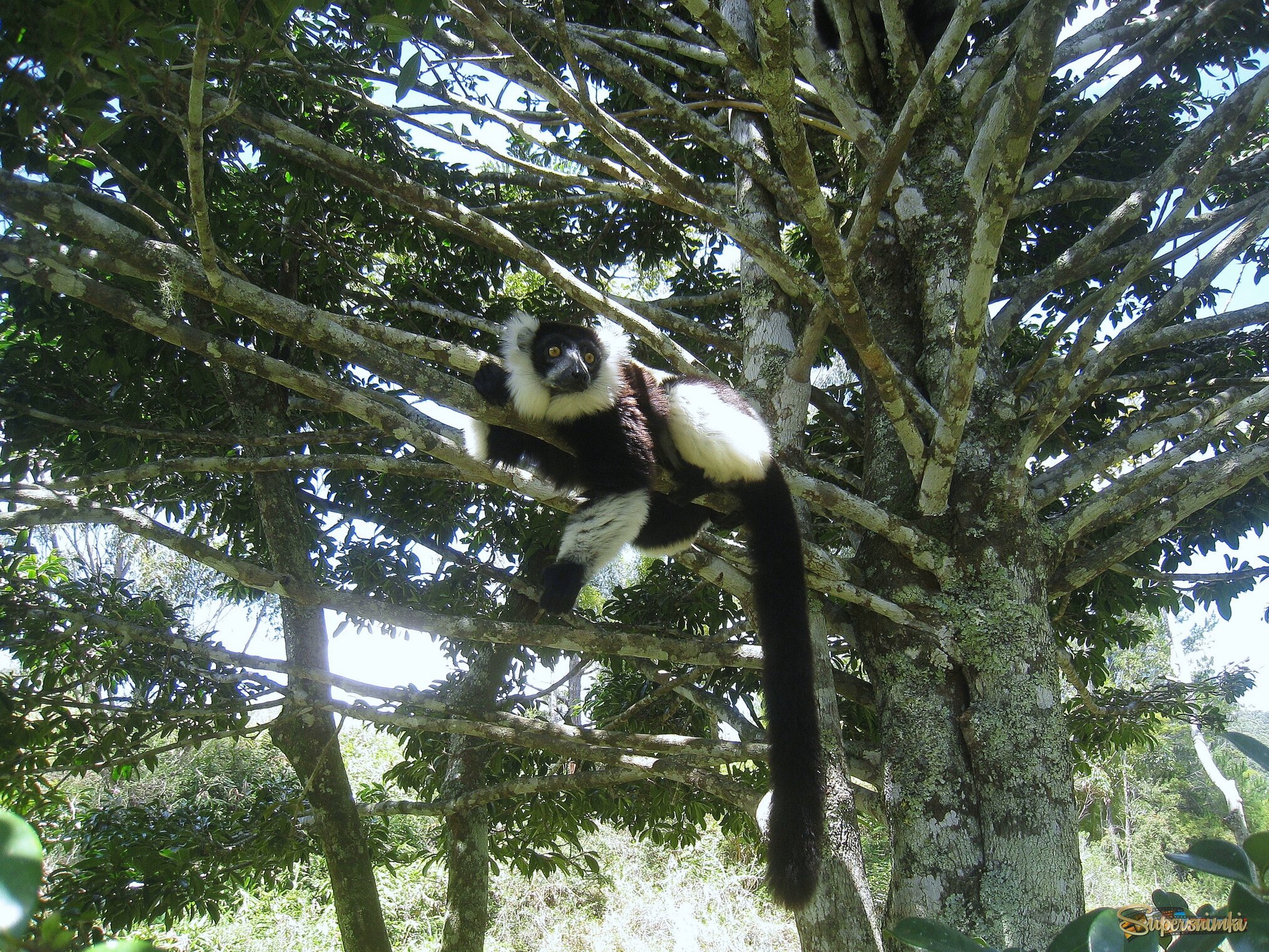 Лемур Вари, Мадагаскар.
