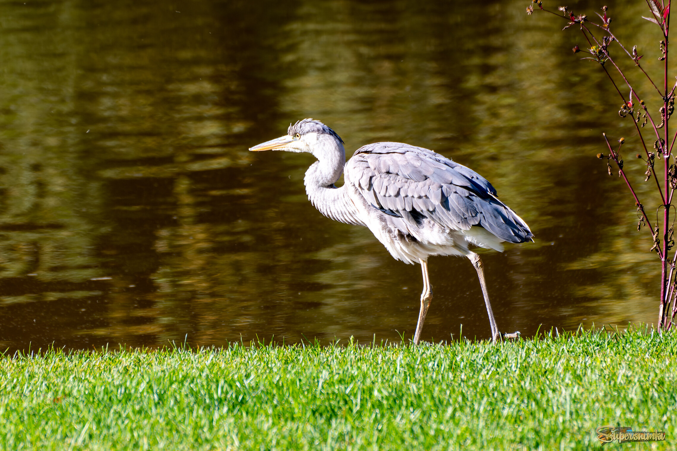 Серая цапля 