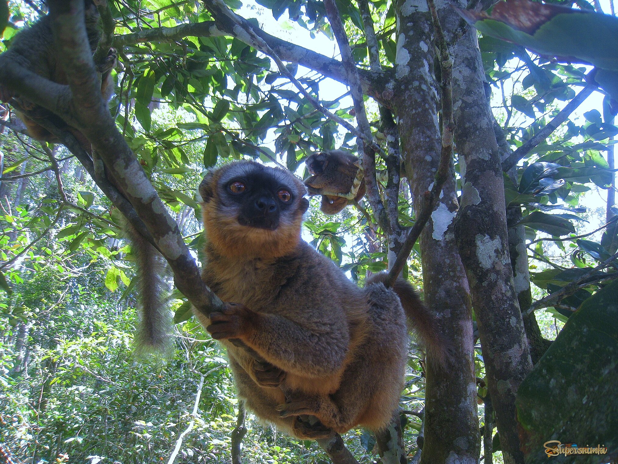 Краснолобый лемур, Мадагаскар.