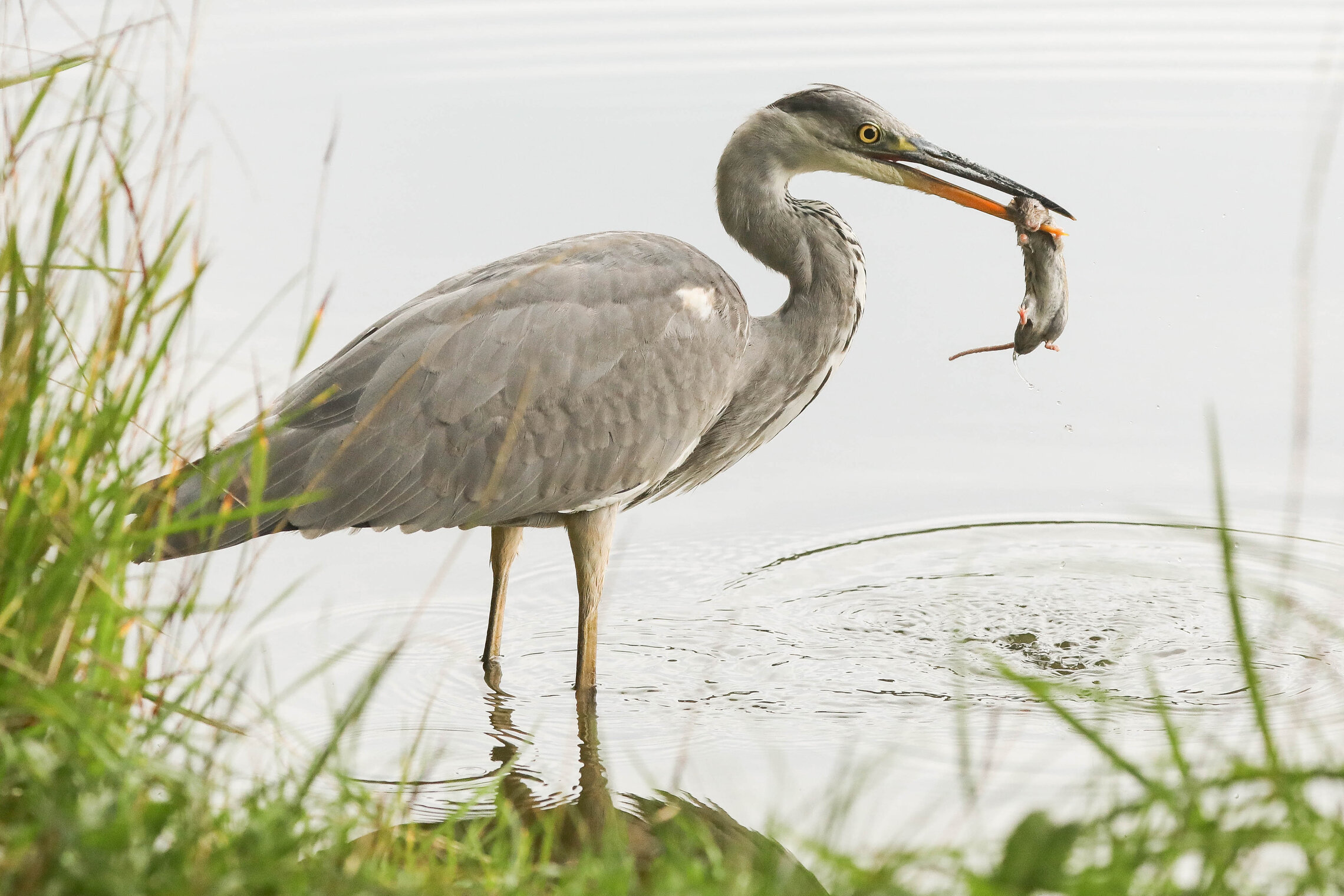 Всё еще любите меня плотоядную? 