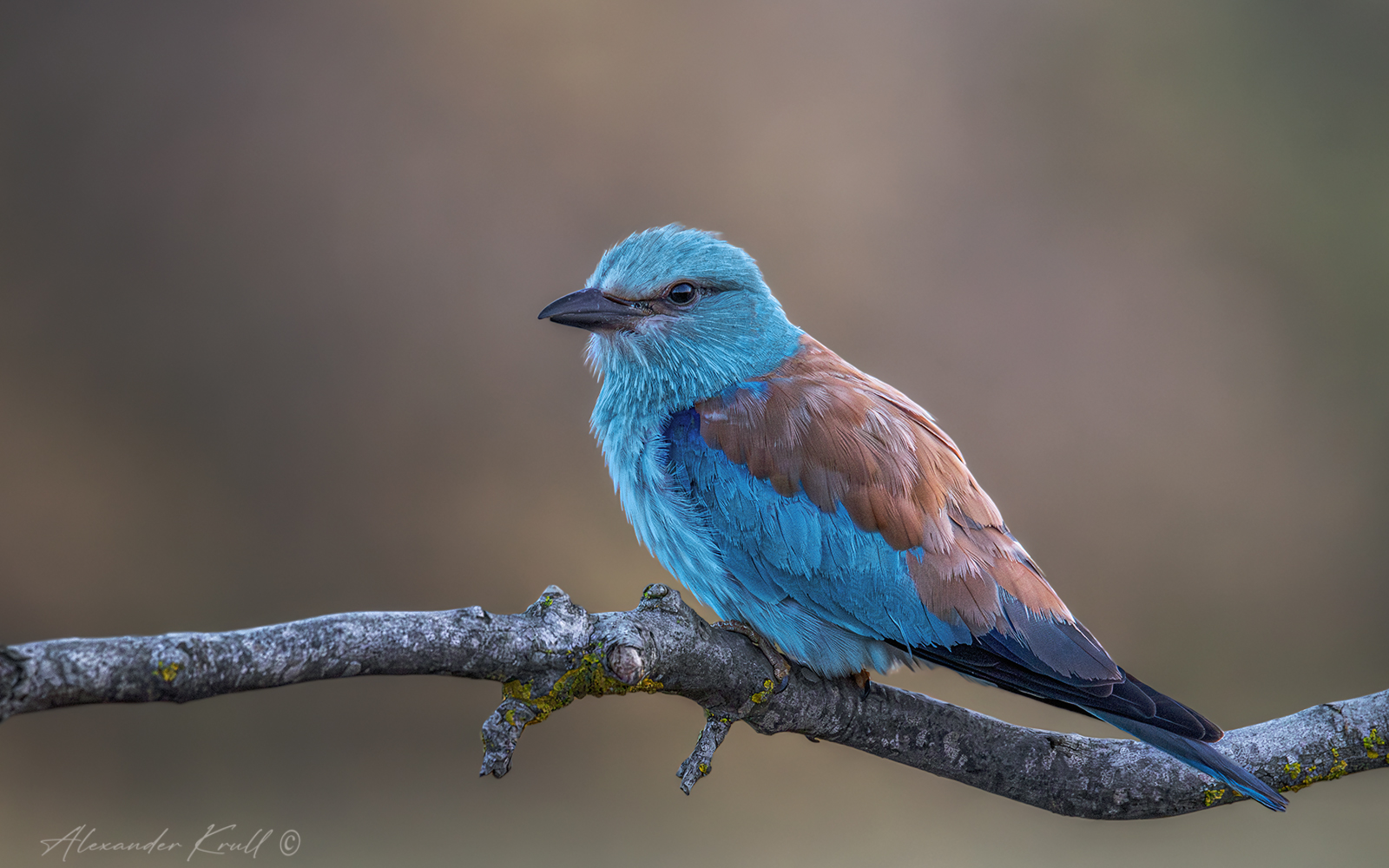 Ранняя птаха