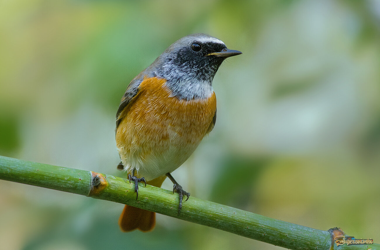 Горихвостка