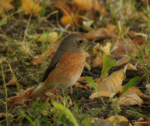 Садовая горихвостка. 