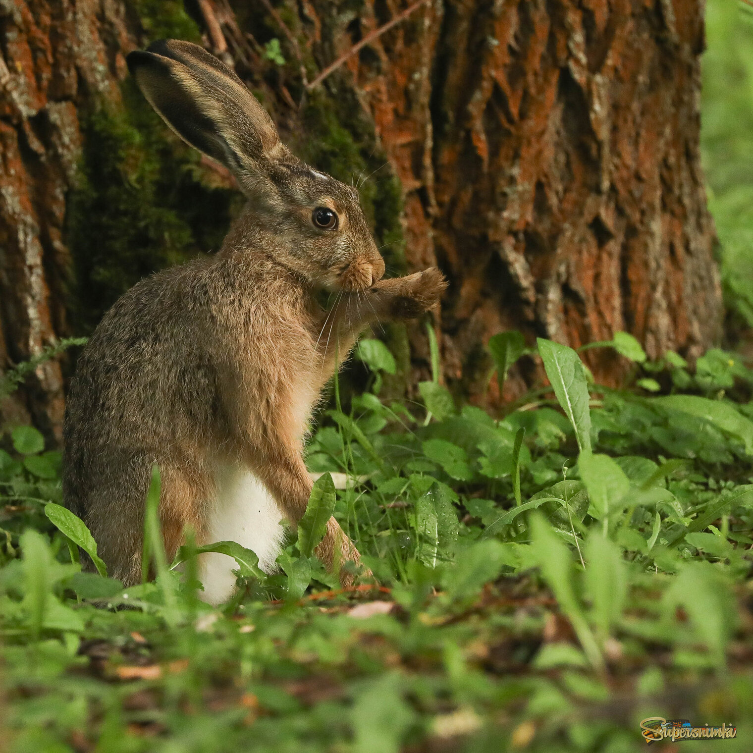 Марафет навести надо