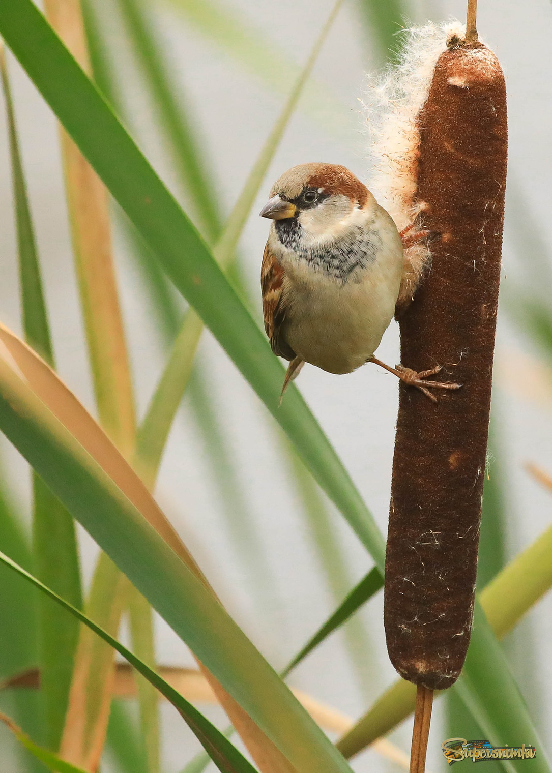 Кто ж не любит посидеть на рогозе!