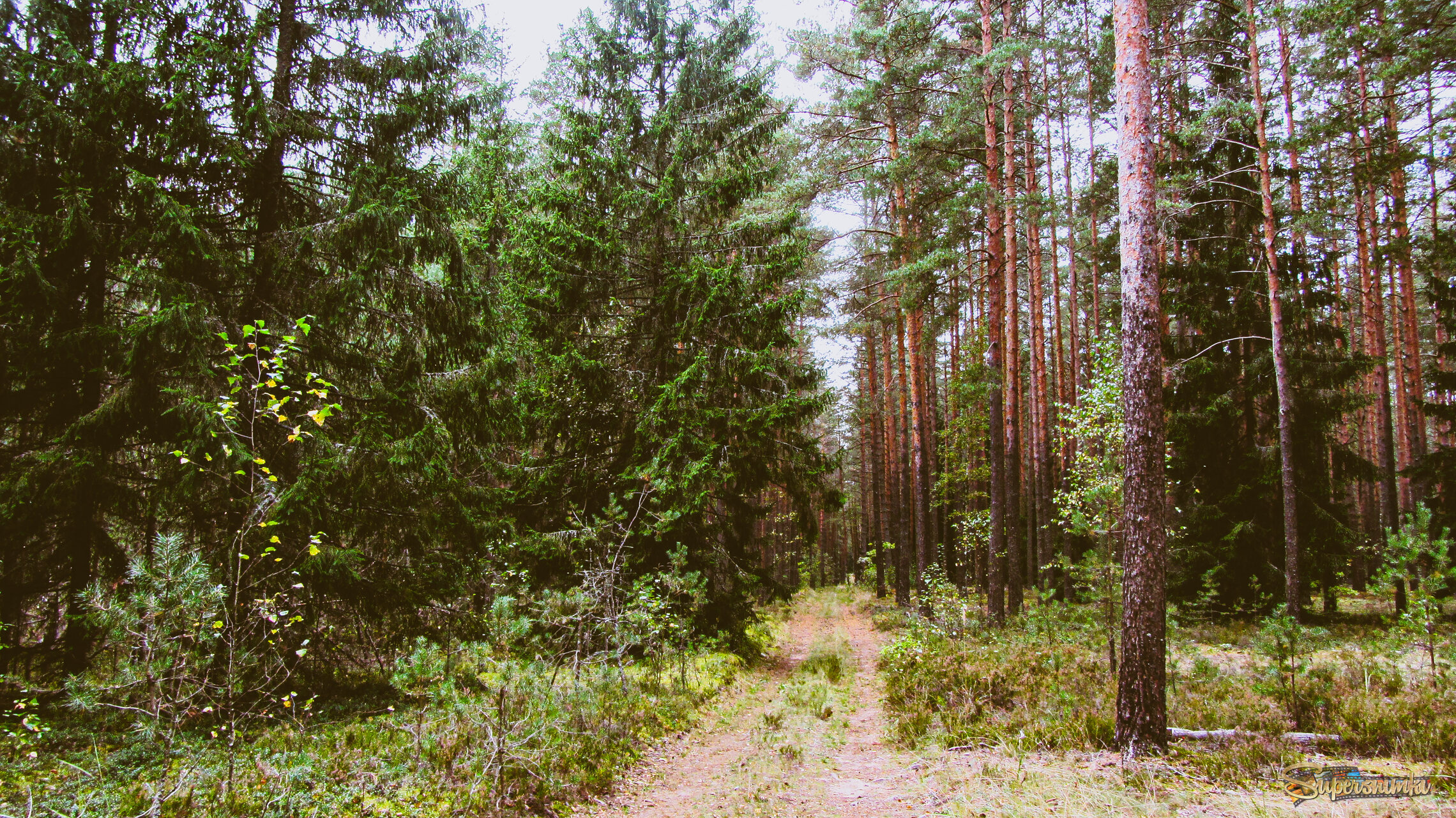 Лесная дорога 