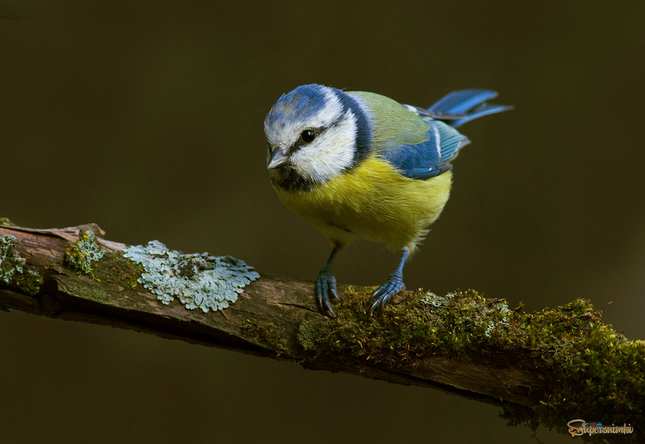 Синичка лазоревка