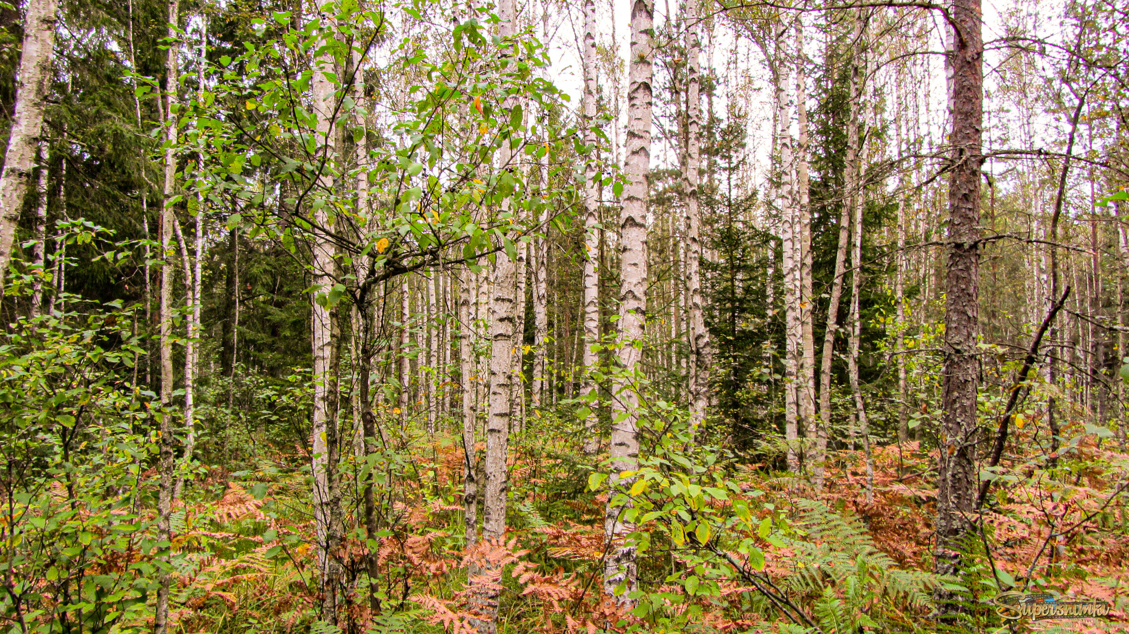 В лесу . Сентябрь 