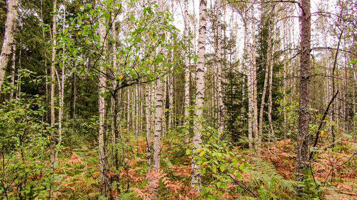 В лесу . Сентябрь 