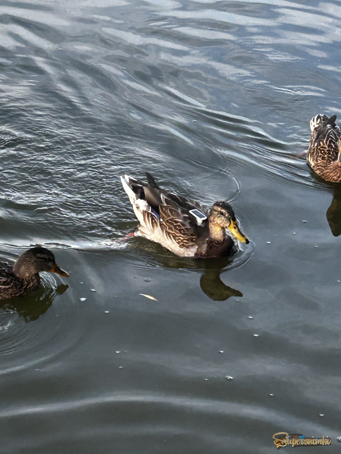 Утка с батарейкой