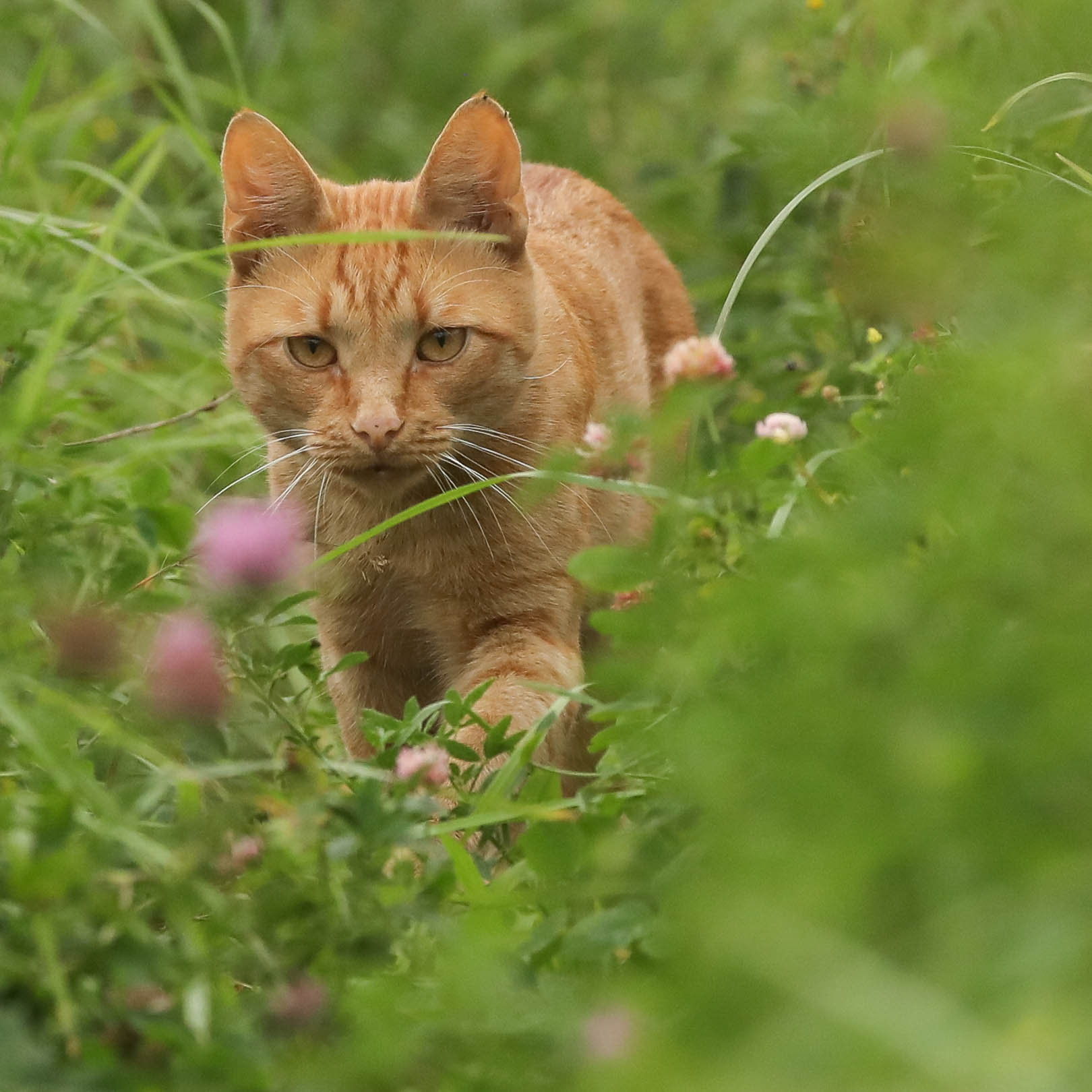 Гуляющий сам по себе