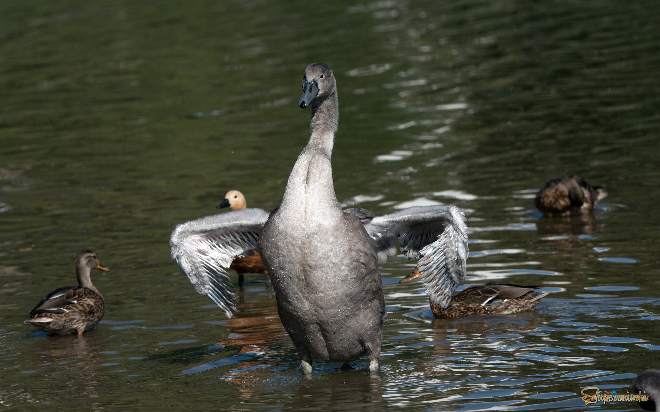 Молодой лебедь.