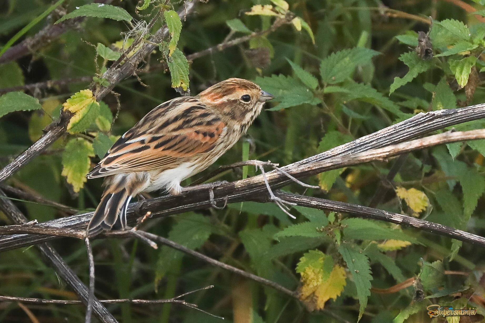 В зарослях крапивы