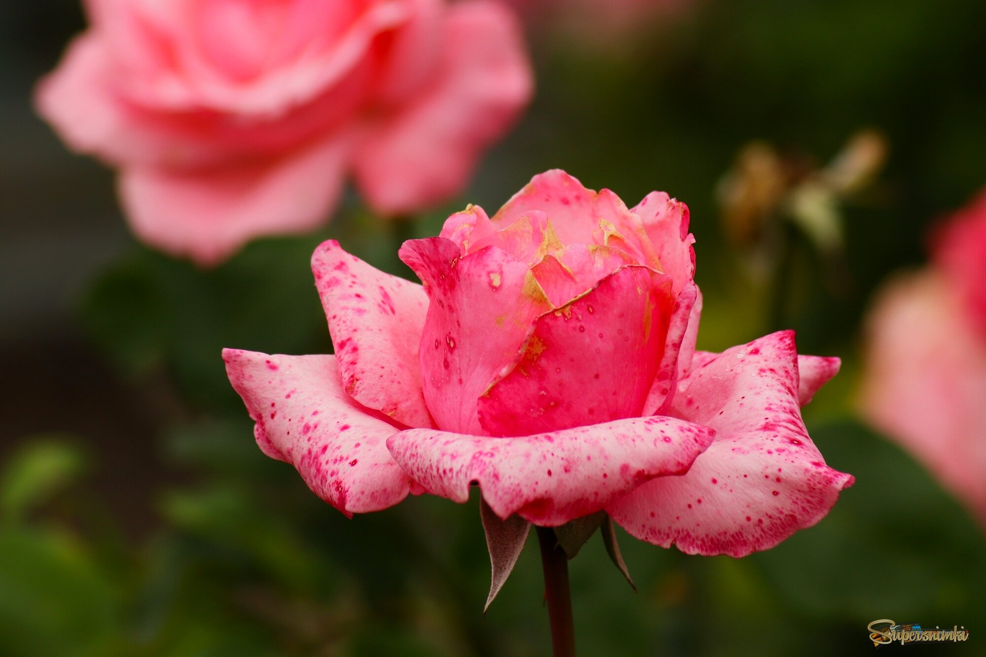 Розы сентября