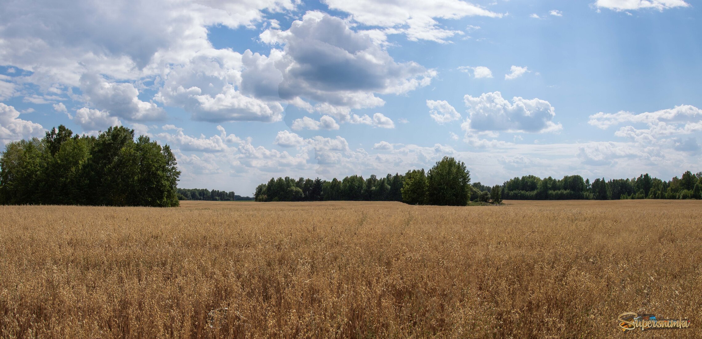 Овсяное поле