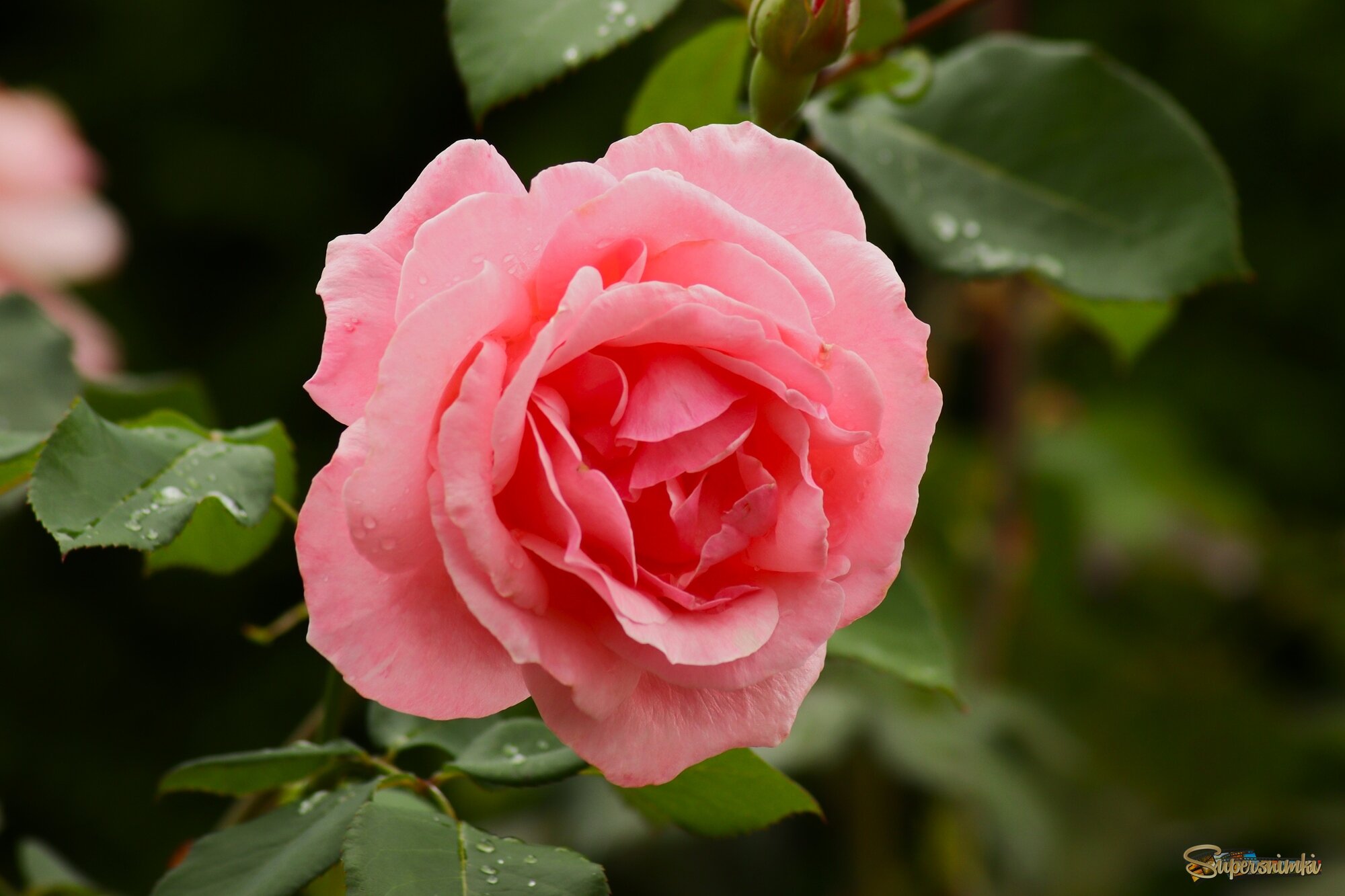 Розы сентября