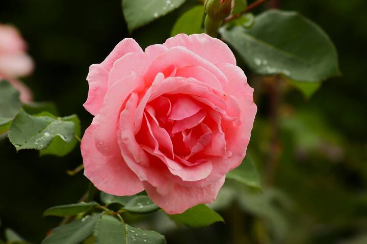 Розы сентября