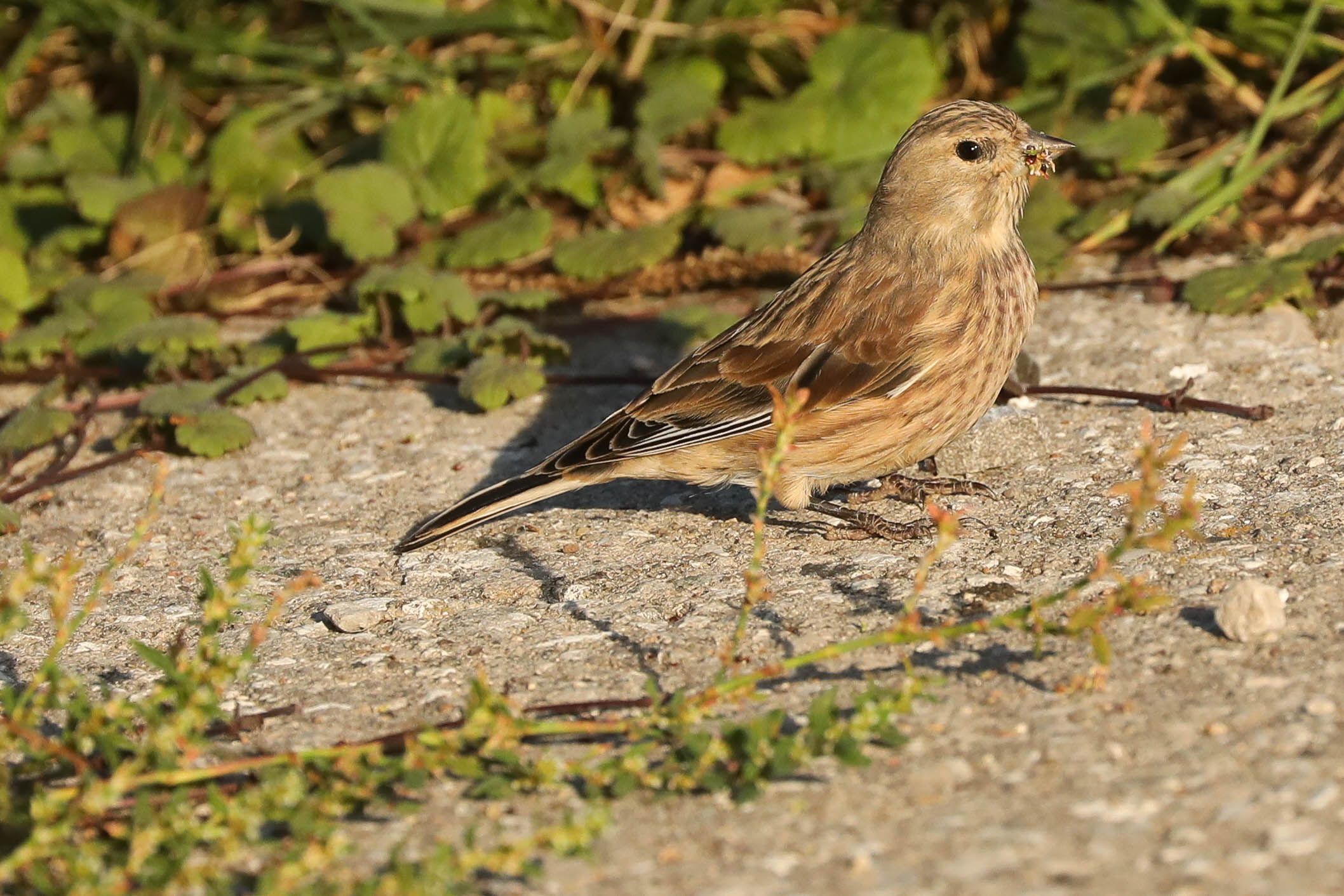 Перед дальним перелётом