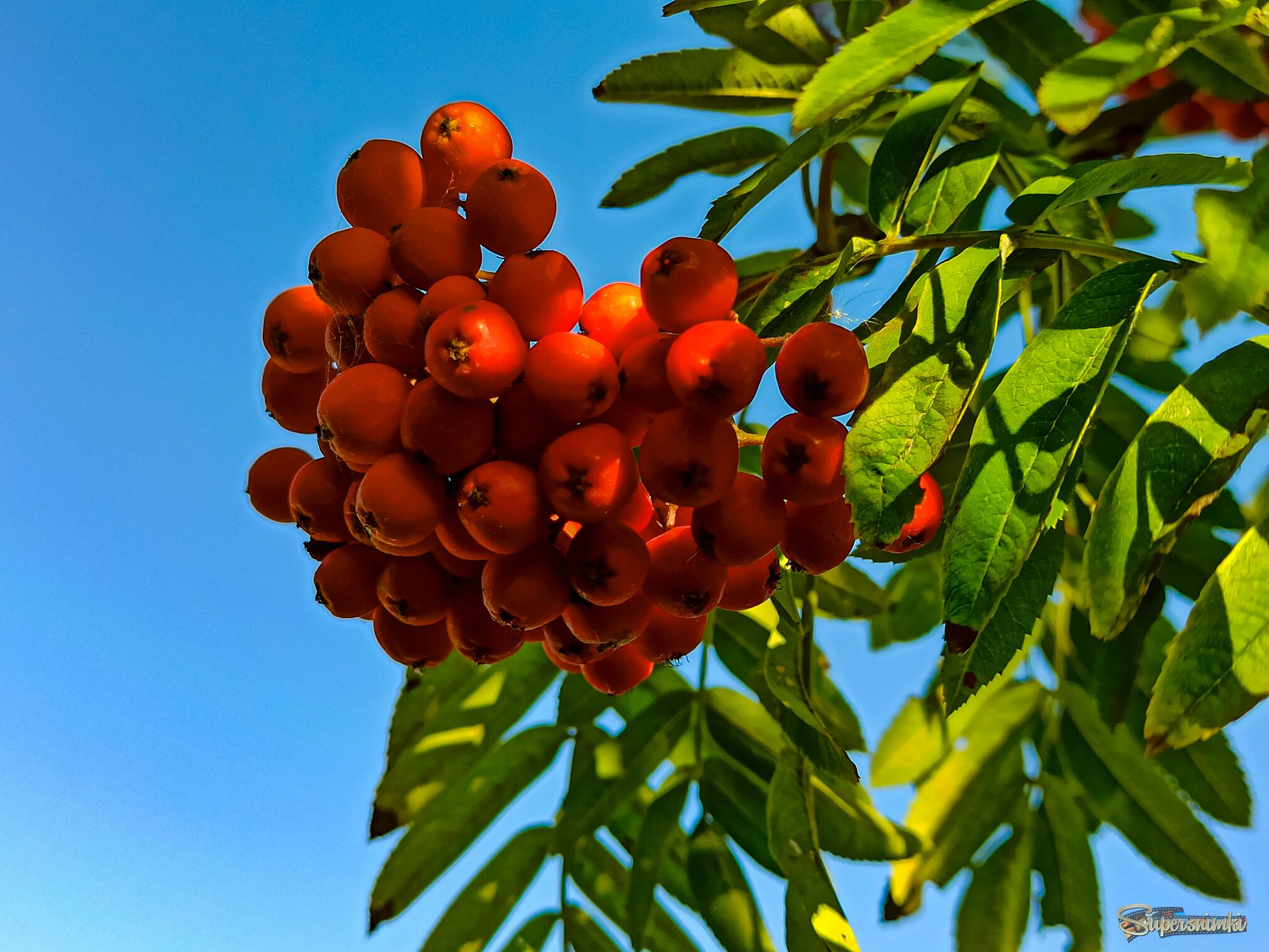 День, когда горят костры рябин 