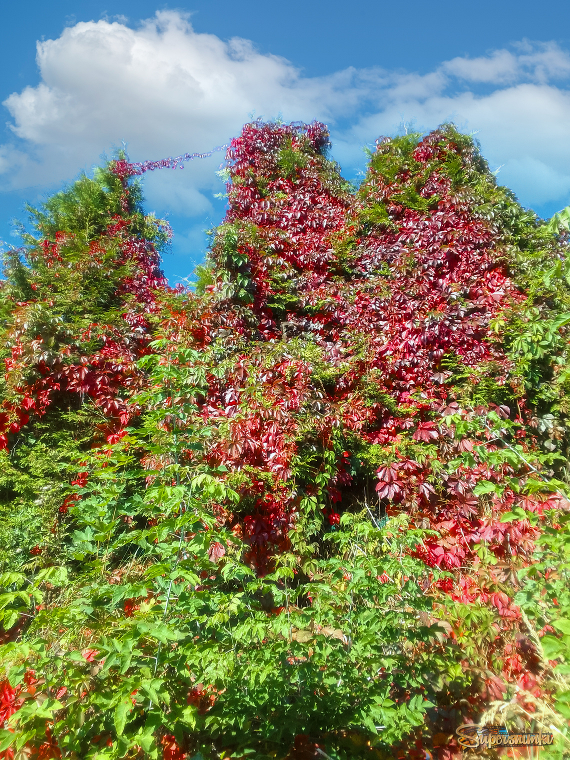 Осенний маскарад