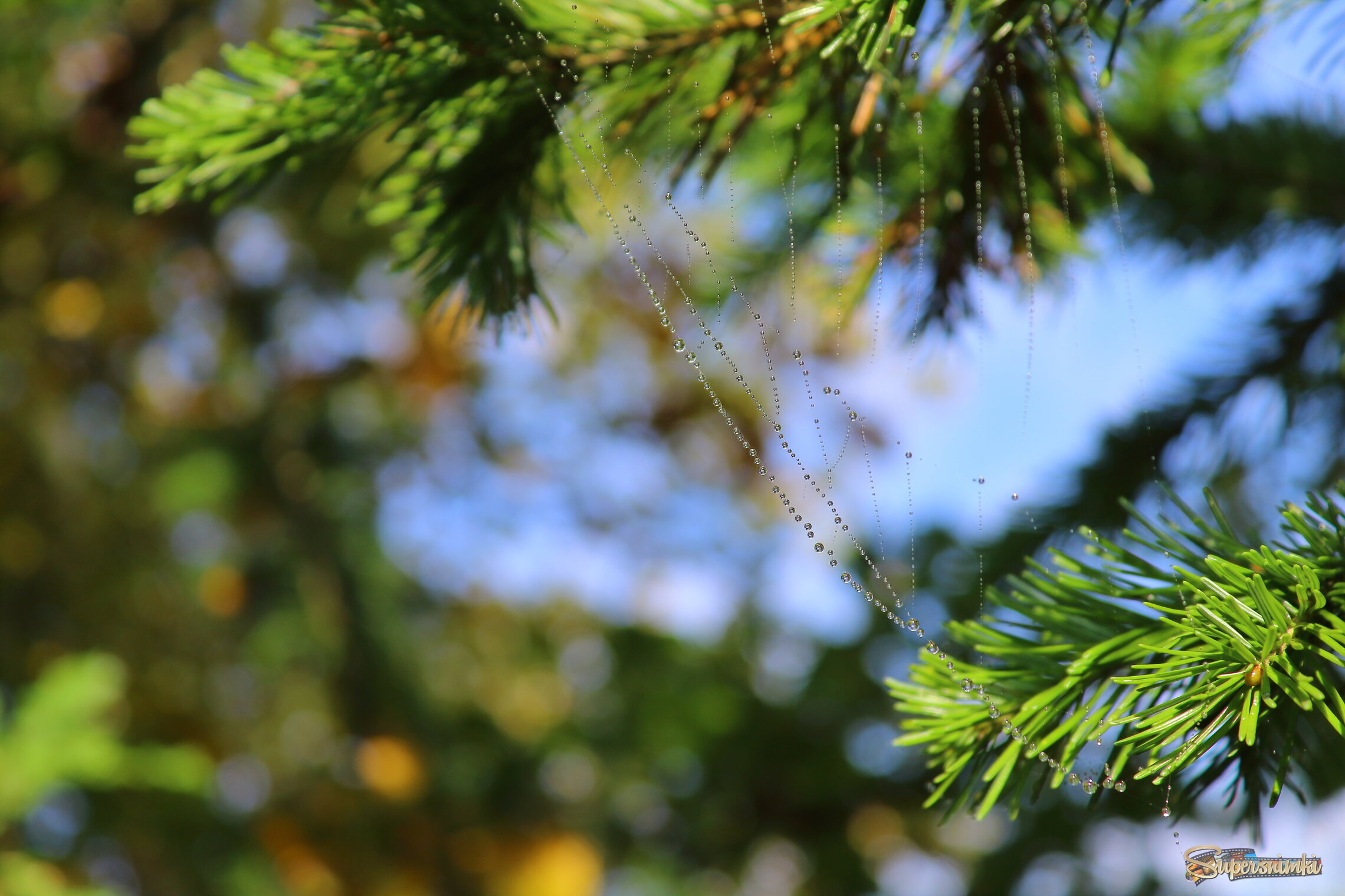 Мир паутин в тайге