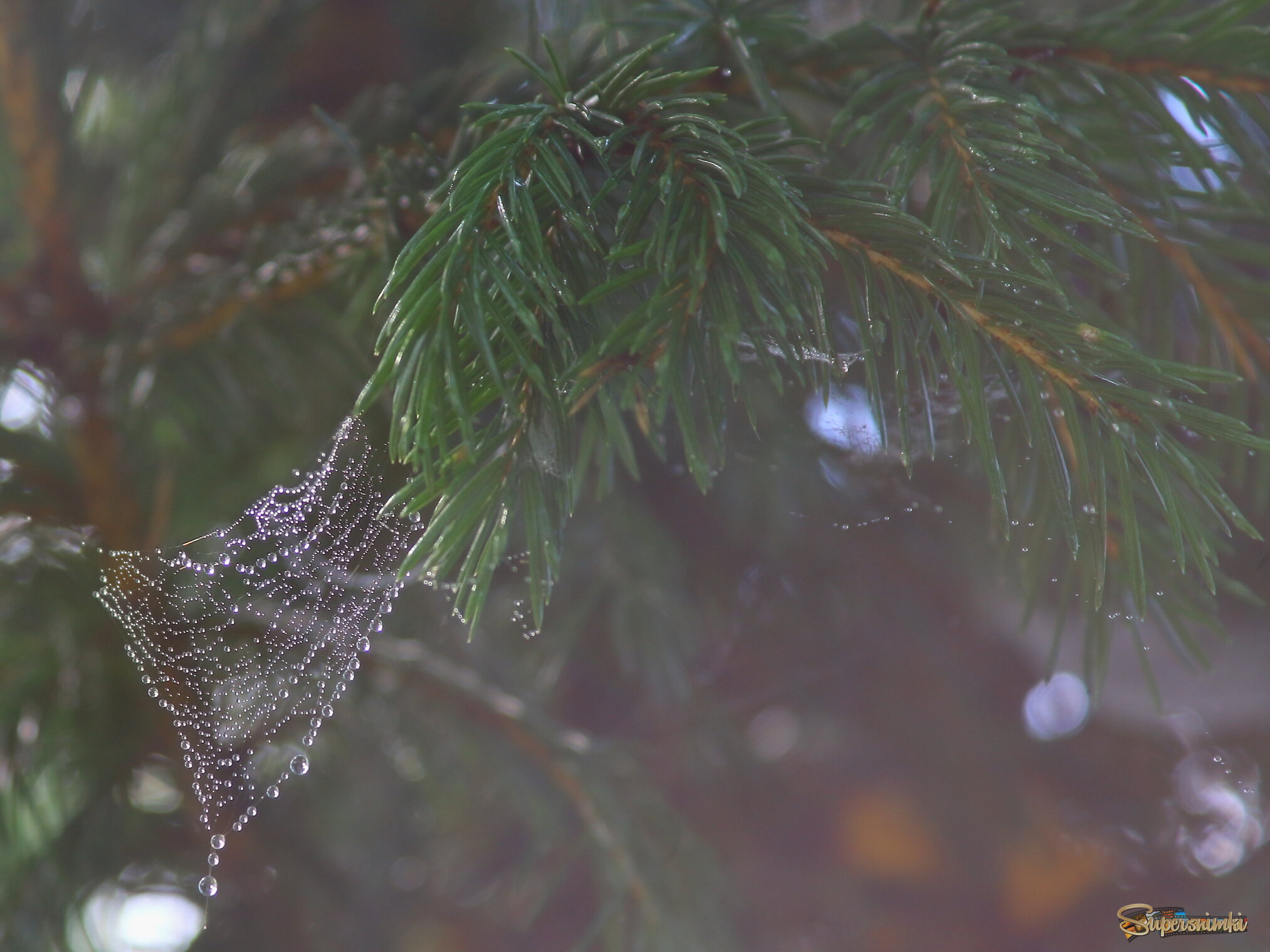 Тайга ранним утром